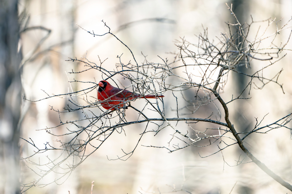 Burning Bush? Nah A Cardinal. Photography Art | Playful Gallery by Rob Harrison