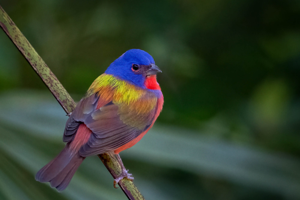 Painted Bunting Siting On A Palm Frond Photography Art | Jamey Binneveld Photography