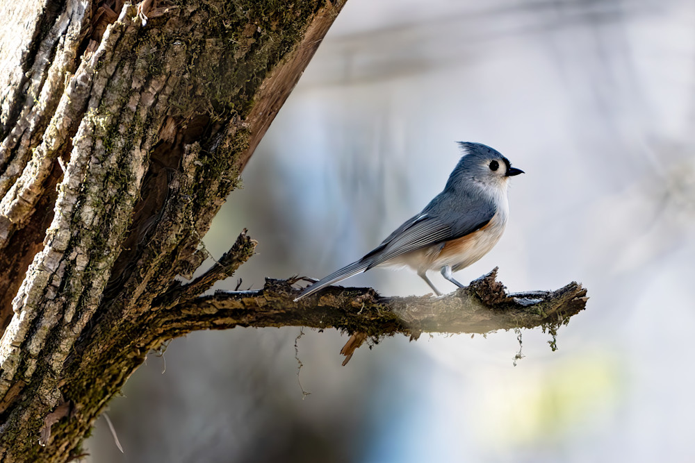 Titmouse Against The World Photography Art | Playful Gallery by Rob Harrison