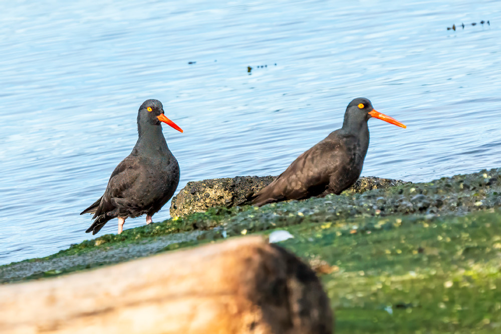 Black Oystercatchers On The Beach Looking For Food Photography Art | Rising Moon NW Photography, LLC