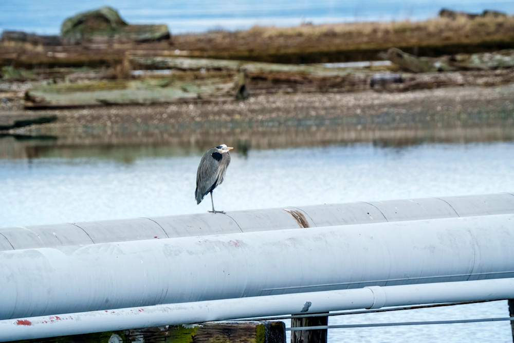 Great Blue Heron Keeping Warm On A Steam Heated Oil Pipeline Photography Art | Rising Moon NW Photography, LLC