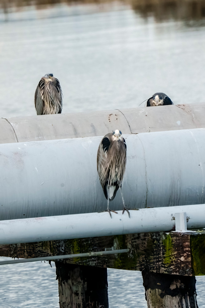 Great Blue Herons Keeping Warm On A Steam Heated Oil Pipeline Photography Art | Rising Moon NW Photography, LLC
