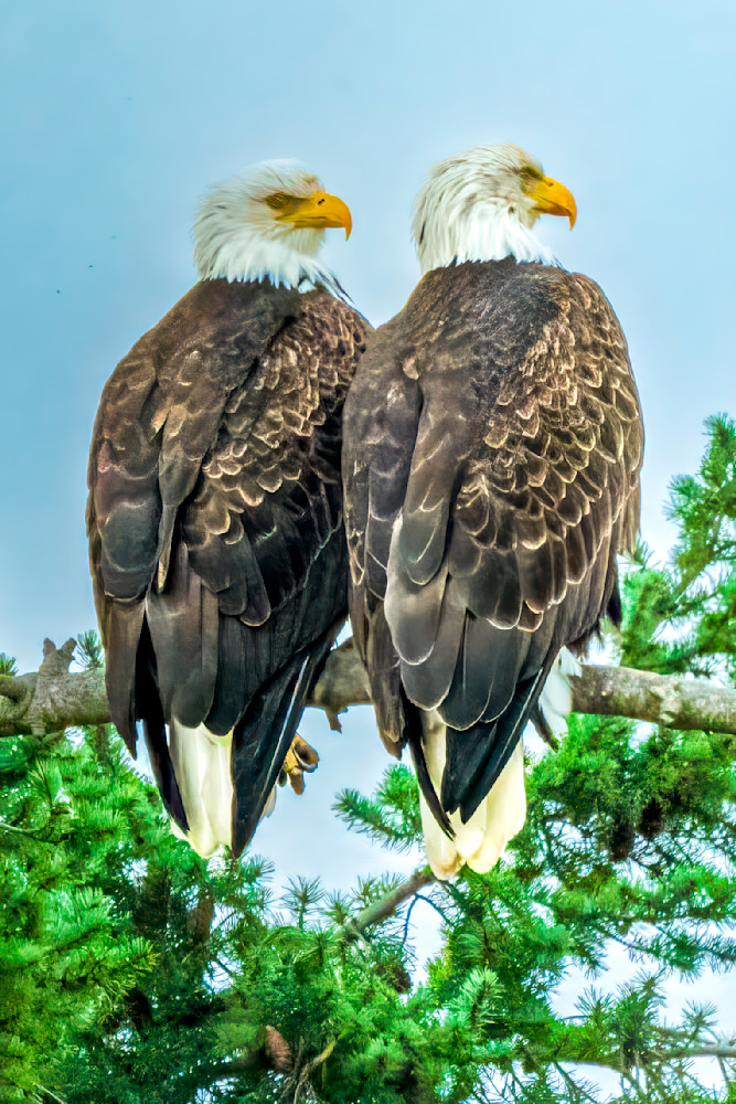 American Bald Eagle Pair Photography Art | Rising Moon NW Photography, LLC