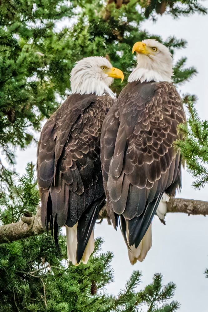 American Bald Eagle Pair   One Is Quite Distracted Photography Art | Rising Moon NW Photography, LLC