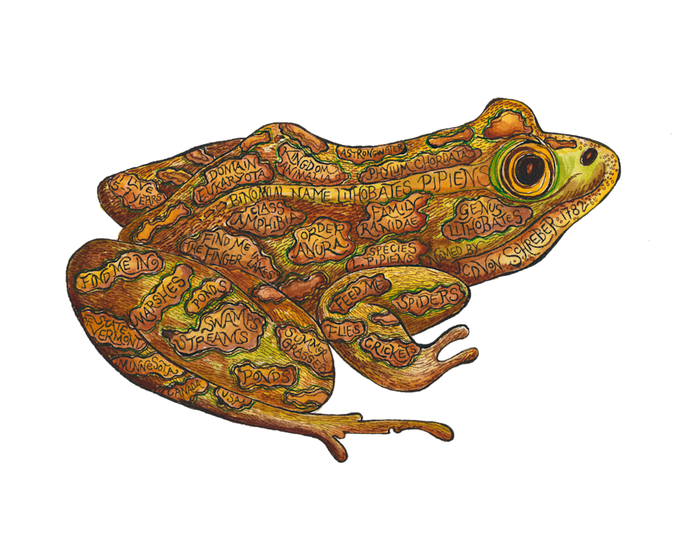 Leopard Frog Art | Andrea Strongwater