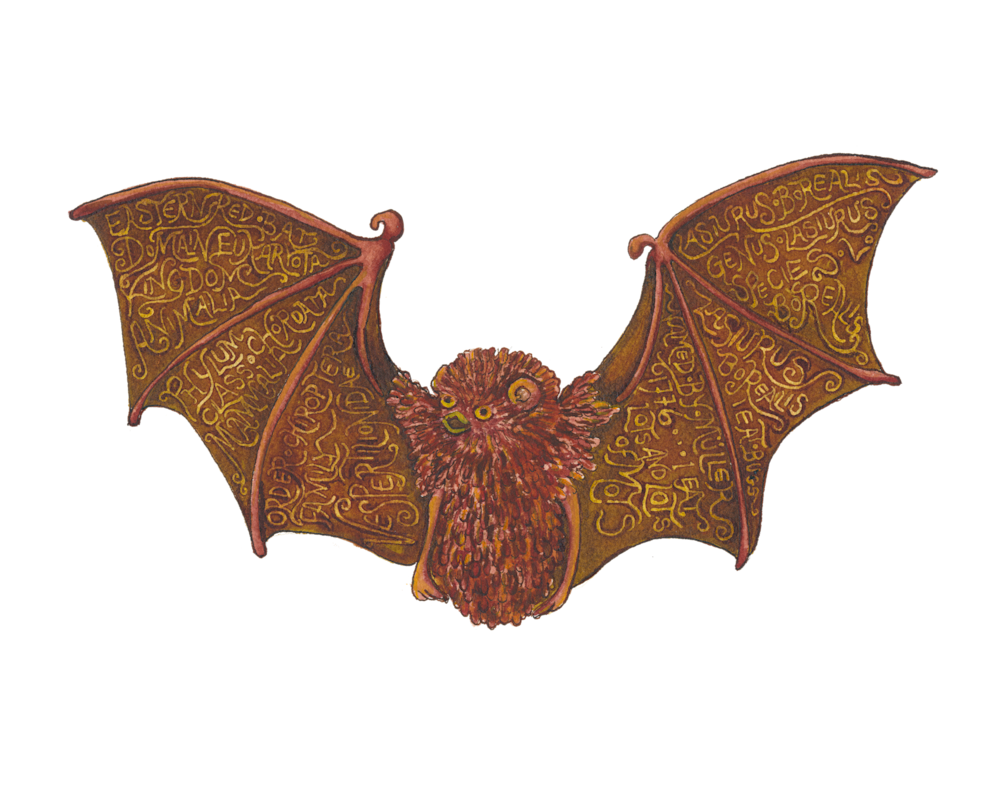 Eastern Red Bat Art | Andrea Strongwater