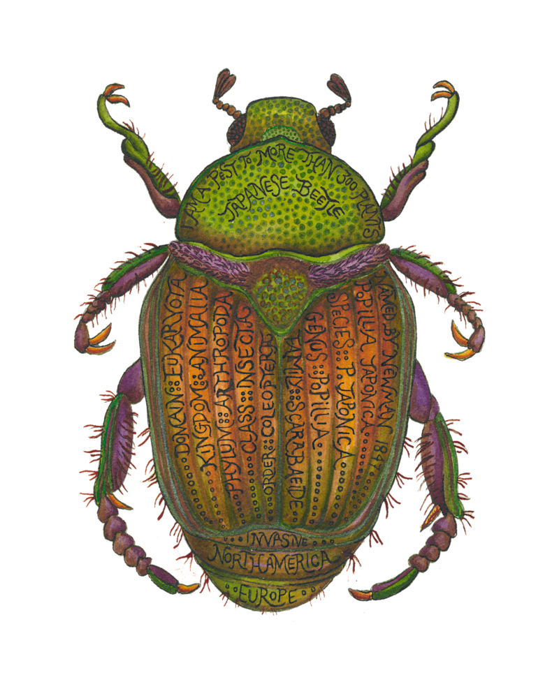 Japanese Beetle Art | Andrea Strongwater