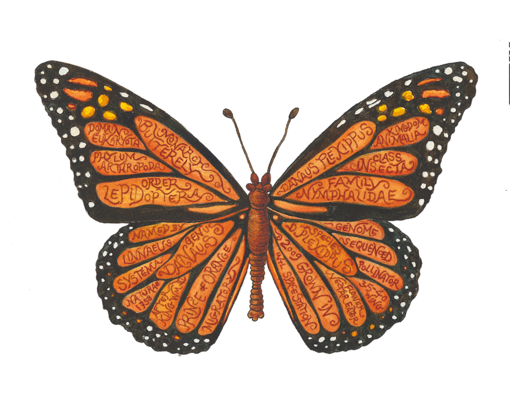 Monarch Buttefly Art | Andrea Strongwater