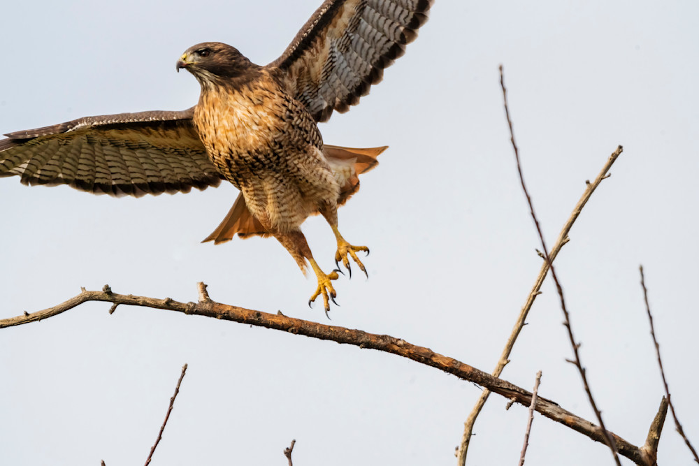 Take Off! Red Tail Hawk Photography Art | Rising Moon NW Photography, LLC