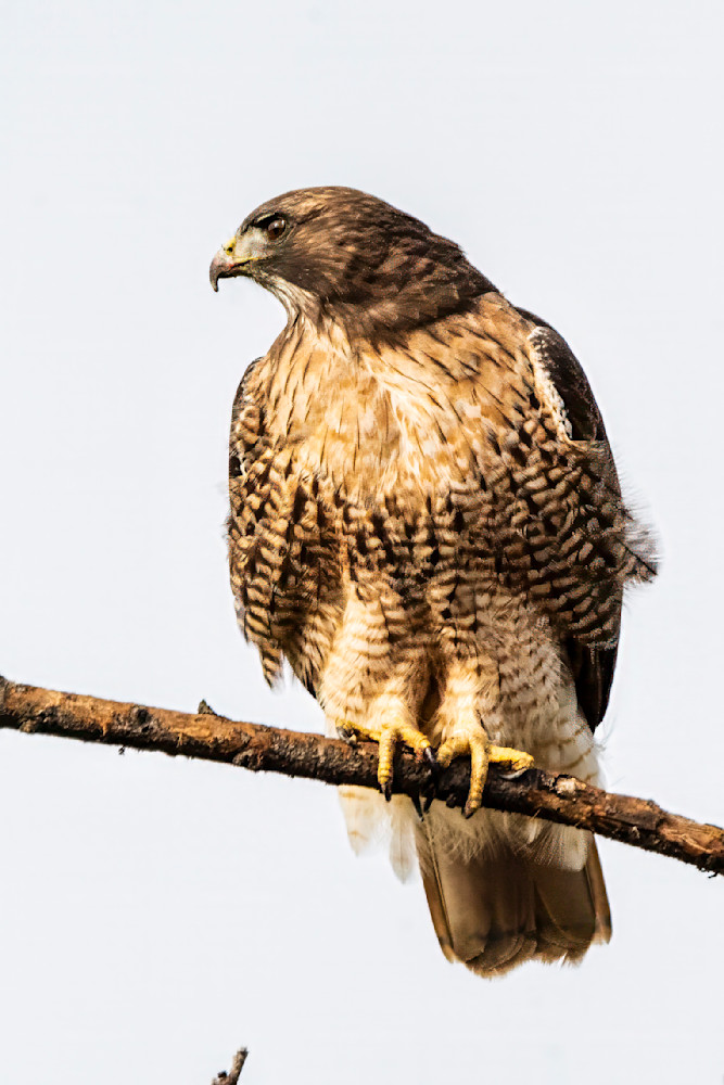 Red Tail Hawk Photography Art | Rising Moon NW Photography, LLC
