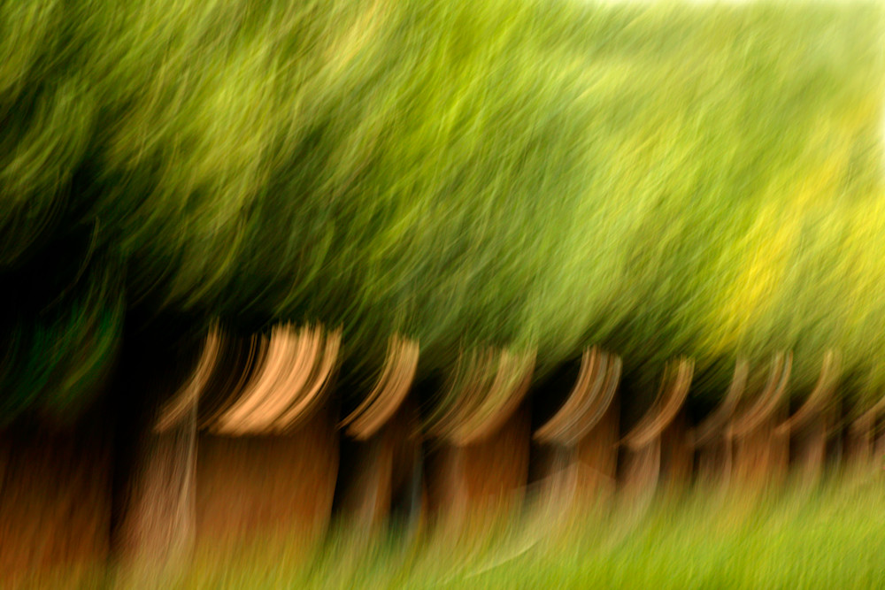 Courtyard Trees Photography Art | Welsh Studios