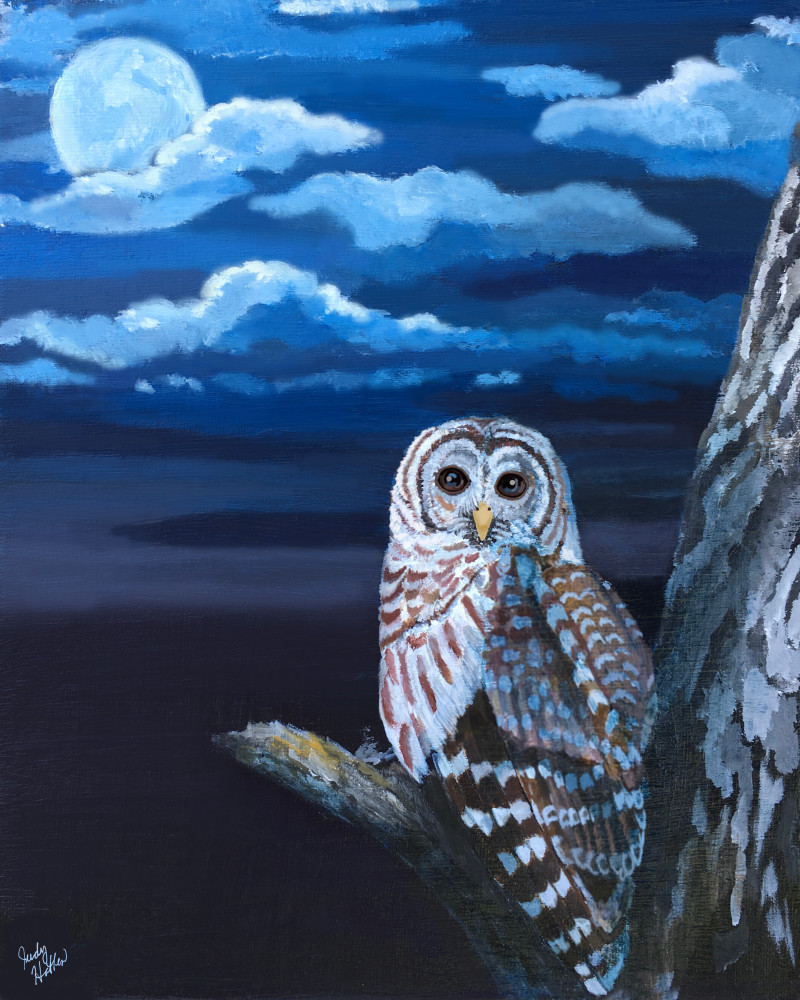Barred Owl Bathed In Moonlight  Art | Judy's Art Co.