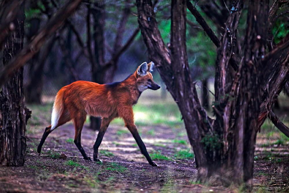 Maned Wolf