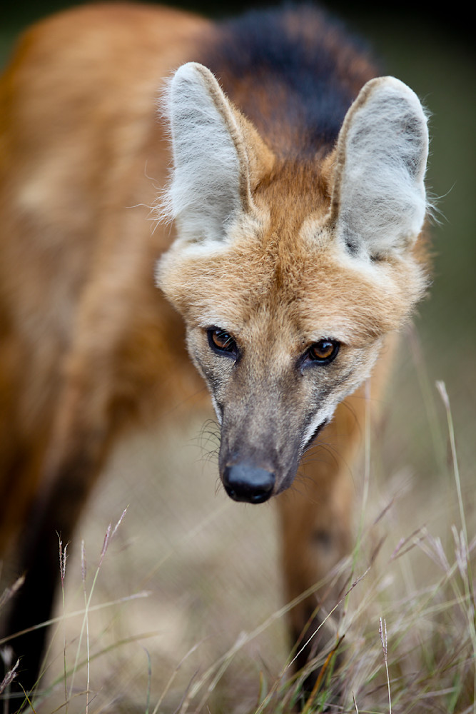 Maned Wolf Gaze