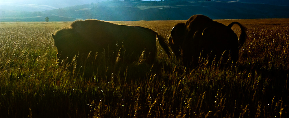 Wild buffalo roaming the plains.