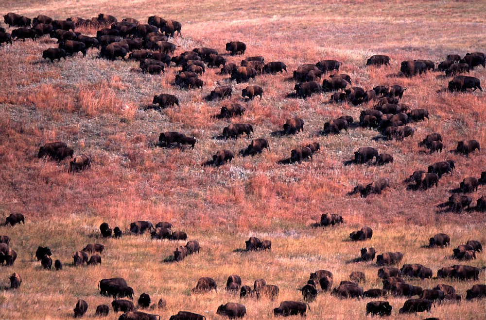 Buffalo are rounded up at Custer State Park in South Dakota to be inoculated against diseases. This is done every year and has become something tourist from around the world come to witness.