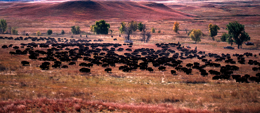 Buffalo are rounded up at Custer State Park in South Dakota to be inoculated against diseases. This is done every year and has become something tourist from around the world come to witness.