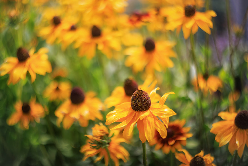 Rudbeckia Flowers