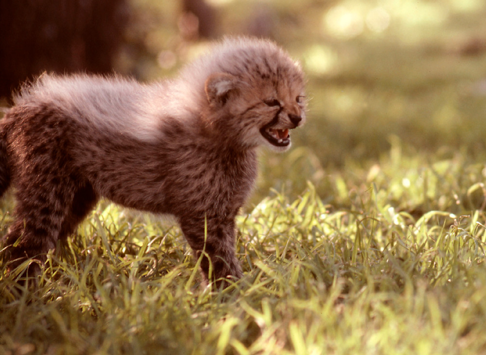 Cheetah Cubs at Fossil Rim Rach, Texas.