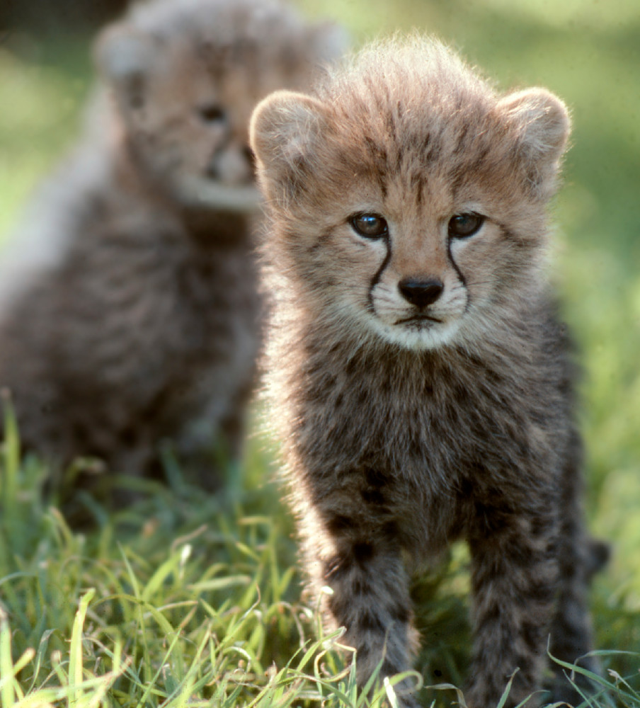 Cheetah Cubs at Fossil Rim Rach, Texas.