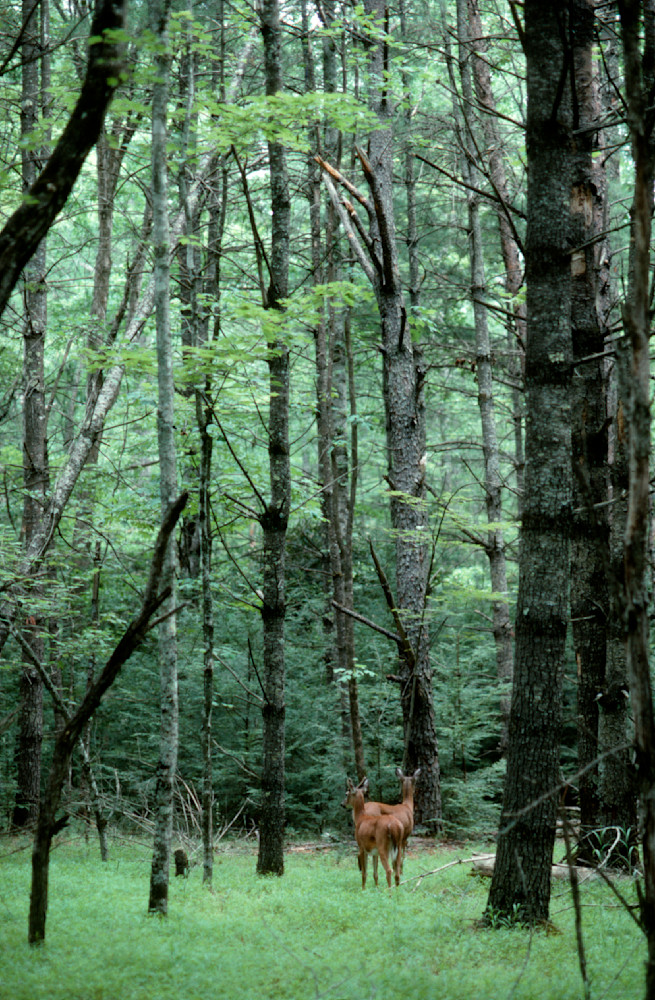 White tail deer, Cades Cove, Tennessee.