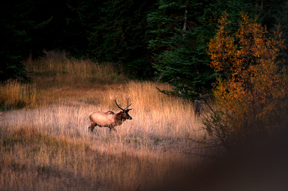 On The Hunt Photography Art | Vandivier Fine Art Photography