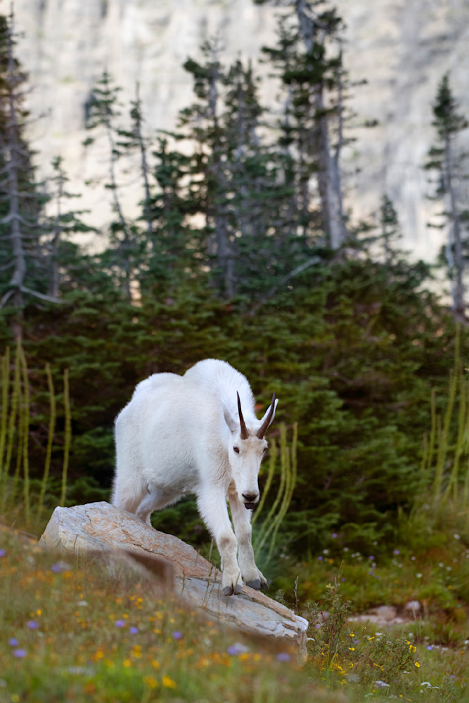 Mountain Goats1200 Photography Art | Vandivier Fine Art Photography