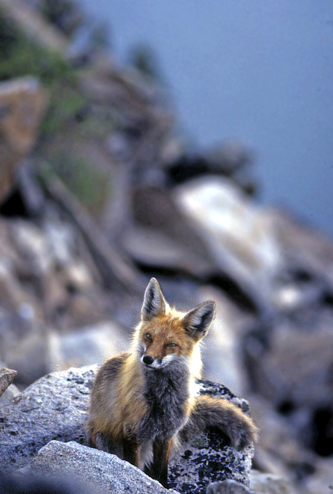 Red Fox