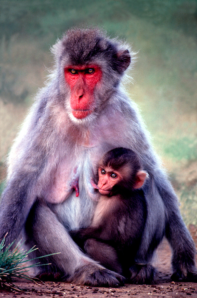 Japanese Snow Monkeys
