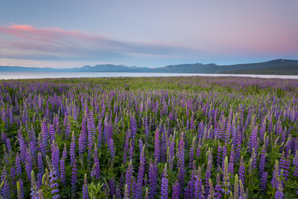 Tahoe Lupine at Sunrise 2