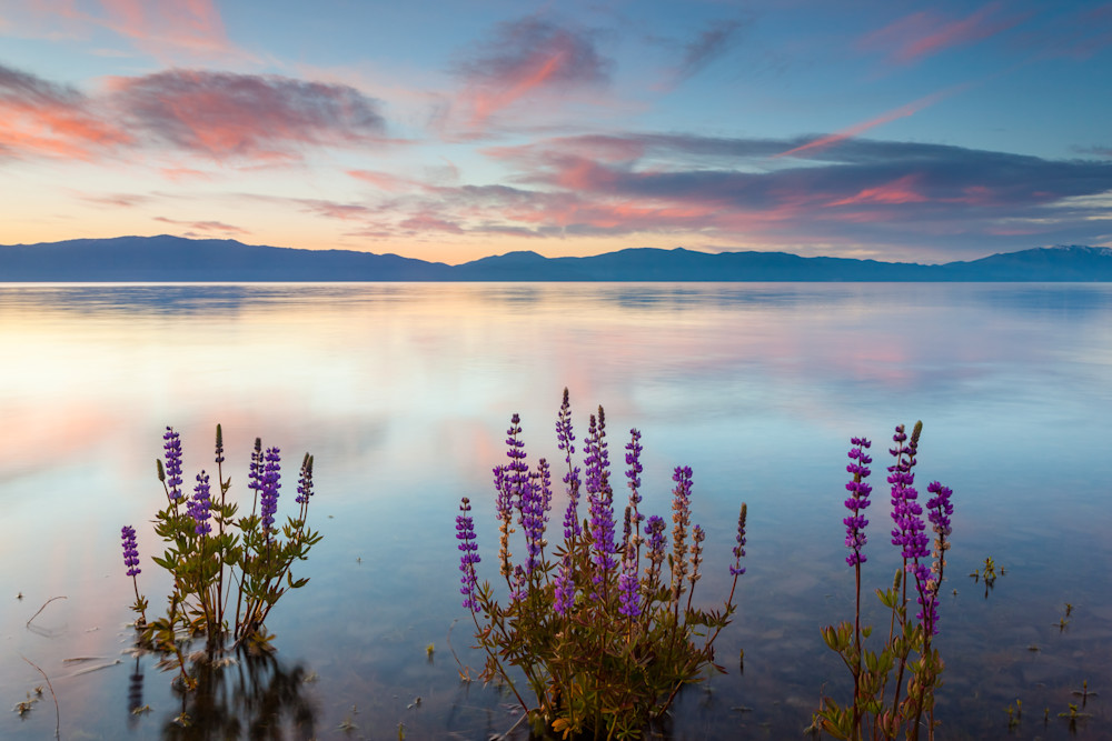 Tahoe Lupine at Sunrise 5