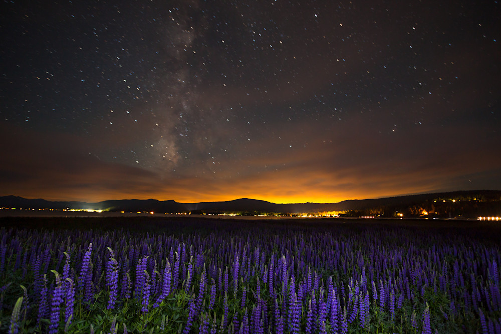 Tahoe Lupine at Night 1