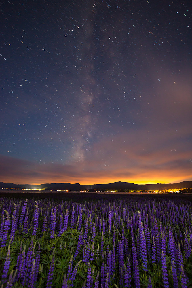 Tahoe Lupine at Night 2