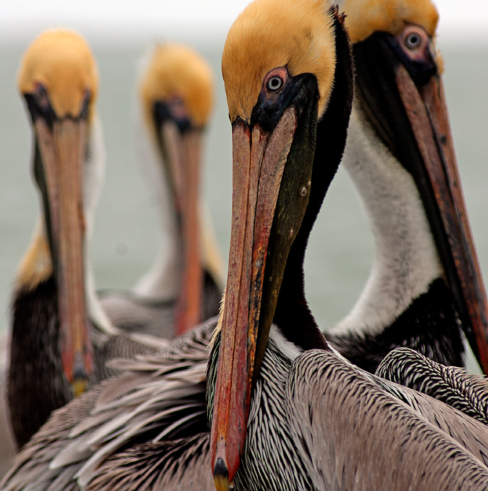 Bad Boys of The Coast