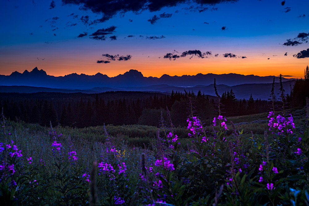 Teton Summer Bloom