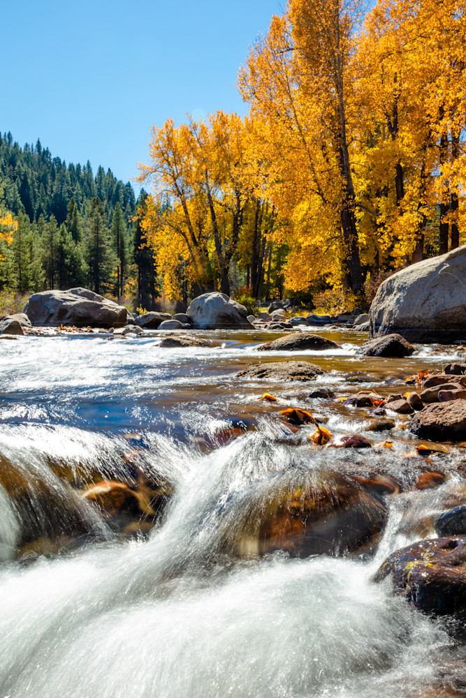 Truckee River in Autumn 19