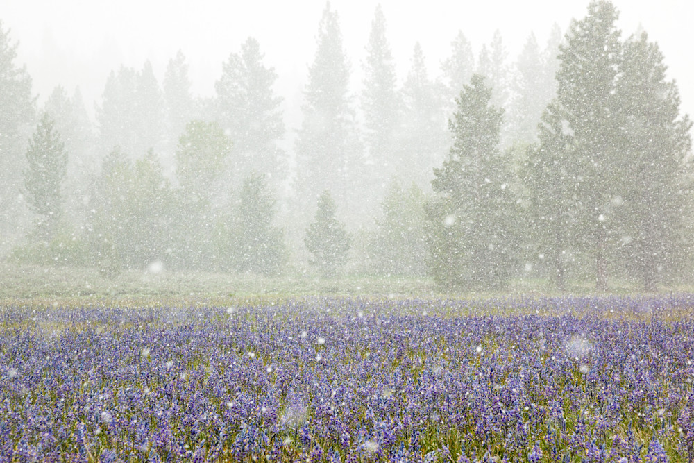 Snowy Sagehen Meadows 2