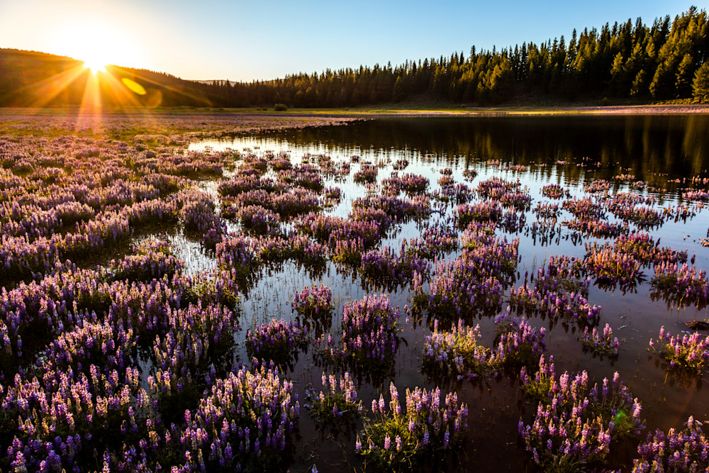 Lupine at Prosser Reservoir 5