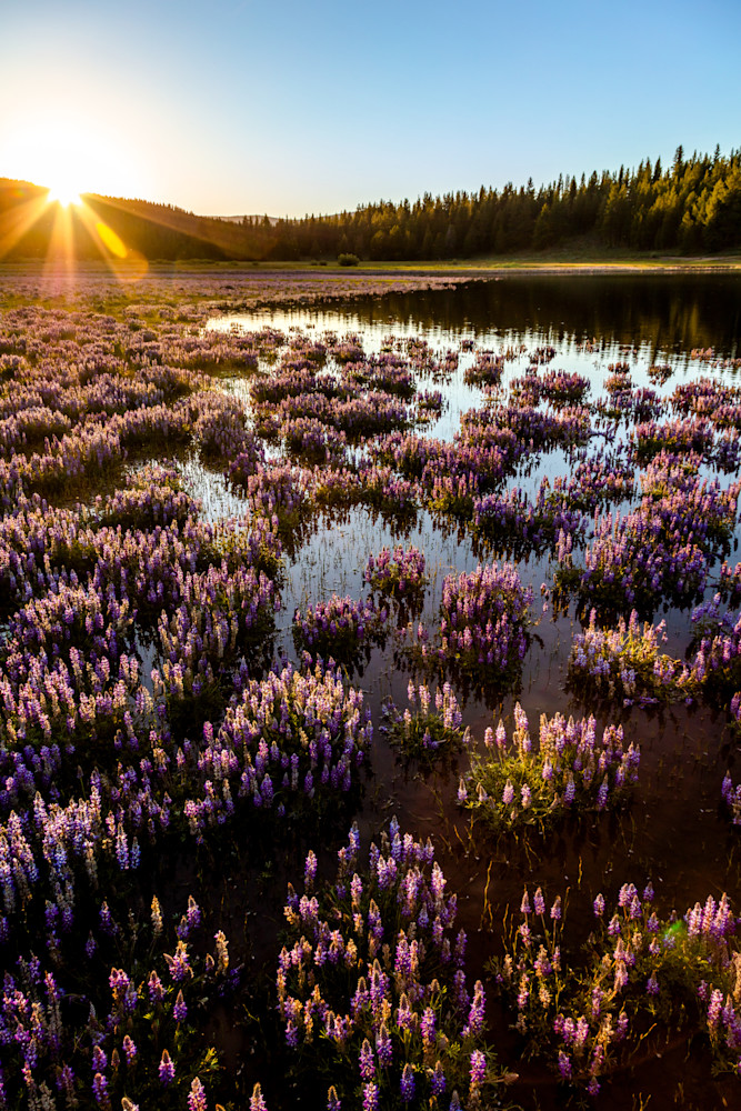 Lupine at Prosser Reservoir 4