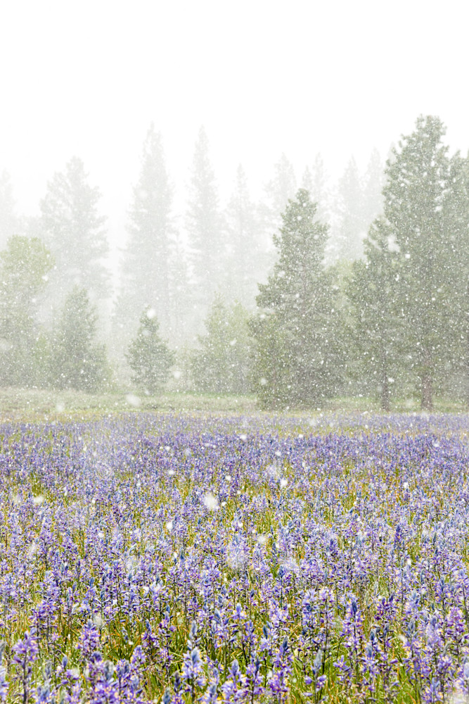 Snowy Sagehen Meadows 3
