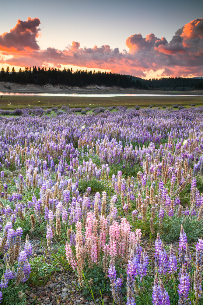 Lupine at Boca Reservoir Sunset 3