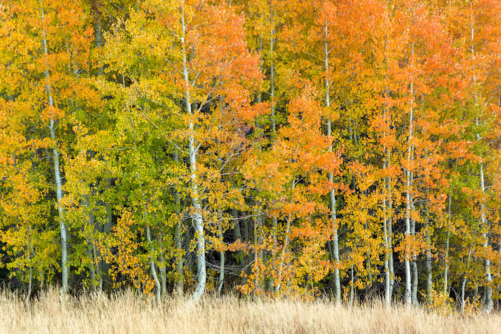 Autumn Aspens 4