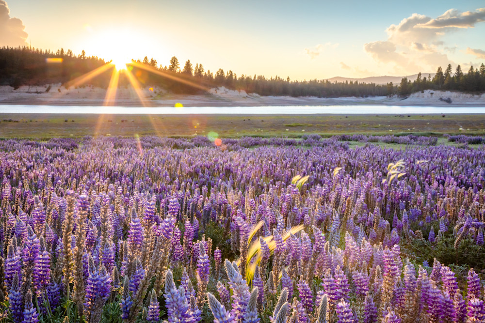 Lupine at Boca Reservoir Sunset 1
