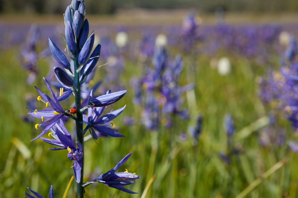 Camas at Sagehen Meadows 3