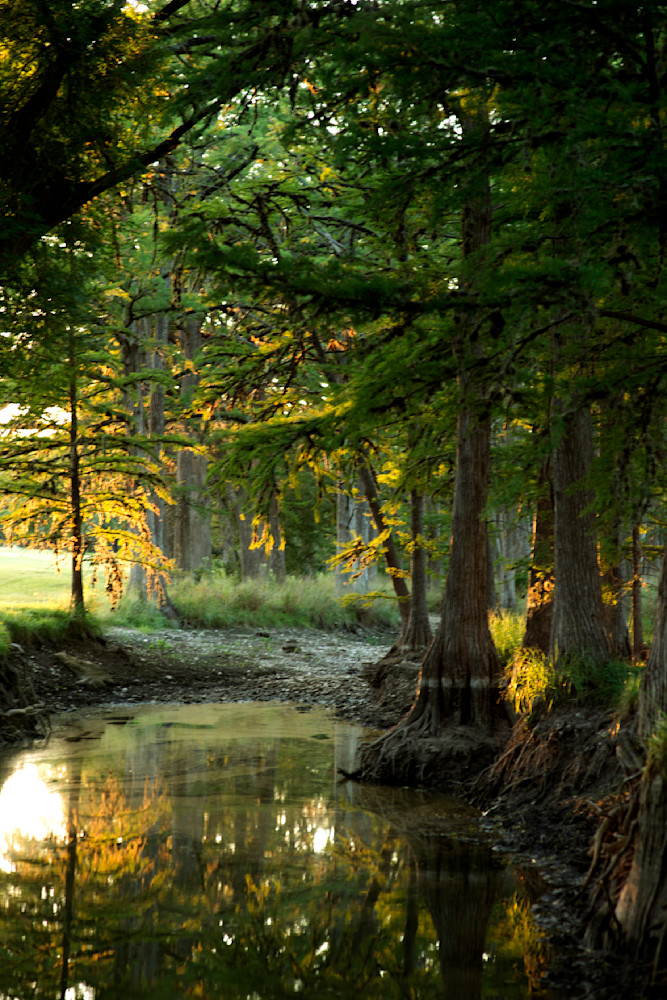Trees Walking, Mark  8-24