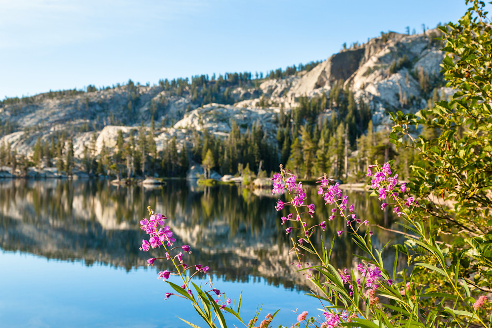 Fireweed at Paradise Lake 1