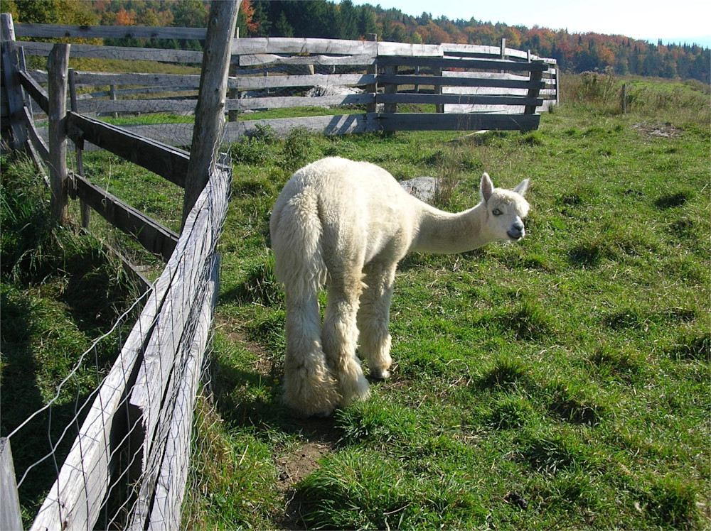 White Alpaca Photography Art | Sandra S Newman Photographer