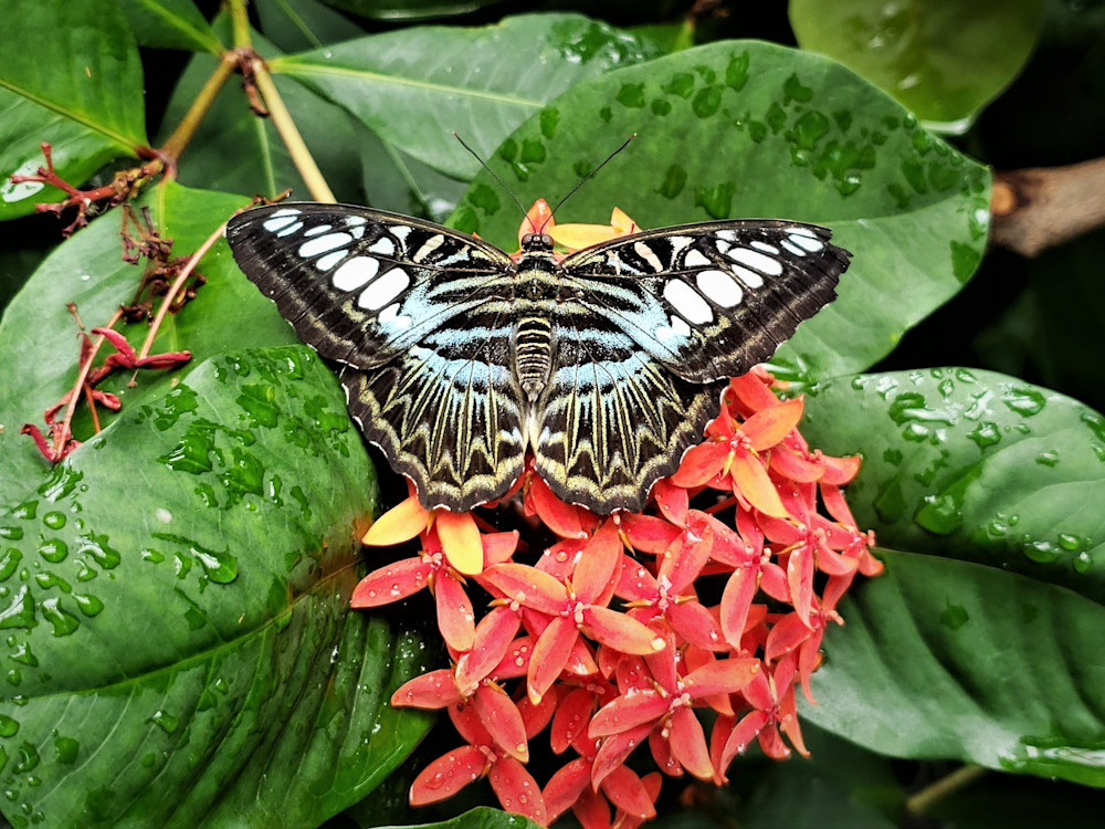 Butterfly On Red Flower Photography Art | Sandra S Newman Photographer