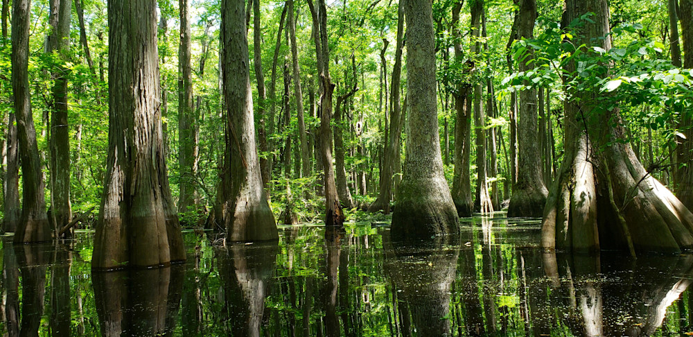 Ebenezer Creek Photography Art | Sandra S Newman Photographer