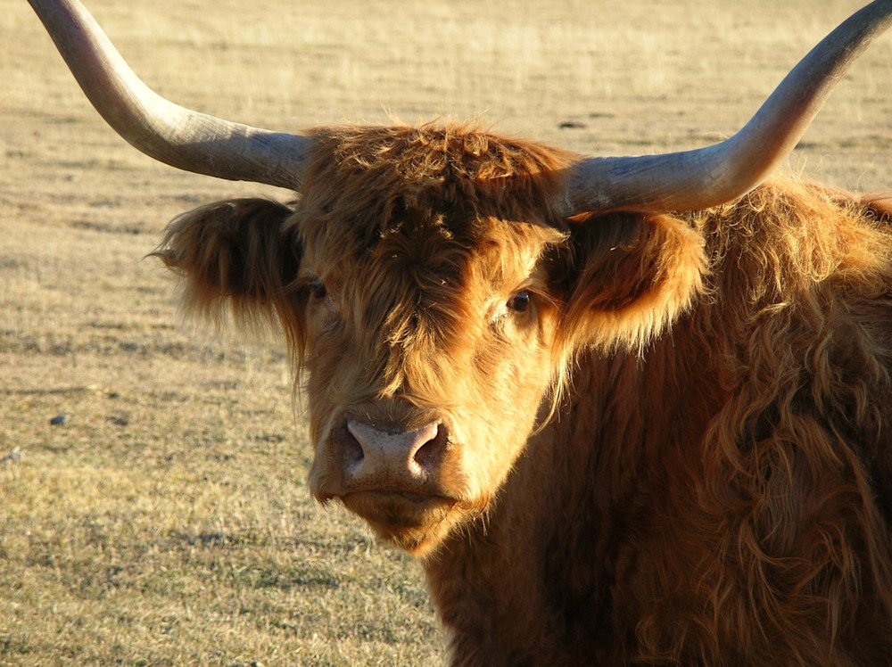 Scottish Highland Cow Photography Art | Sandra S Newman Photographer